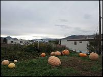 Click image for larger version

Name:	jpumpkinpatch.jpg
Views:	434
Size:	109.6 KB
ID:	100743