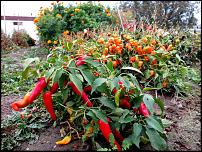 Click image for larger version

Name:	j-pepper-patch.jpg
Views:	390
Size:	229.3 KB
ID:	100744