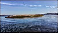 Click image for larger version

Name:	sea-gull.jpg
Views:	267
Size:	89.2 KB
ID:	103721