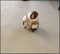 Click image for larger version

Name:	ikea monkey.jpg
Views:	775
Size:	19.4 KB
ID:	104083