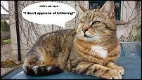 Click image for larger version

Name:	willk's cat.jpg
Views:	185
Size:	113.4 KB
ID:	104150