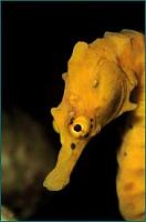 Click image for larger version

Name:	seahorse 2.jpg
Views:	272
Size:	10.9 KB
ID:	10669