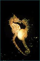 Click image for larger version

Name:	seahorse.jpg
Views:	805
Size:	13.2 KB
ID:	10670