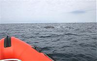 Click image for larger version

Name:	whale3.jpg
Views:	719
Size:	63.6 KB
ID:	10870