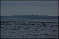 Click image for larger version

Name:	Dolphin pod.jpg
Views:	314
Size:	218.0 KB
ID:	108808