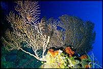 Click image for larger version

Name:	coral.JPG
Views:	784
Size:	57.4 KB
ID:	109258