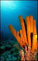 Click image for larger version

Name:	coral22.JPG
Views:	747
Size:	26.7 KB
ID:	109259