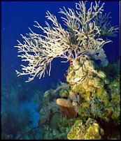 Click image for larger version

Name:	coral26.JPG
Views:	597
Size:	40.9 KB
ID:	109261