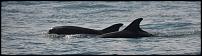 Click image for larger version

Name:	Dolphins Off Old Harry Rocks.JPG
Views:	168
Size:	61.8 KB
ID:	110194