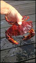 Click image for larger version

Name:	Rock crab dinner 3.jpg
Views:	374
Size:	81.1 KB
ID:	111756