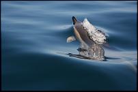 Click image for larger version

Name:	Dolphin 1.jpg
Views:	458
Size:	46.5 KB
ID:	113303