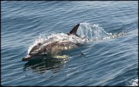 Click image for larger version

Name:	Dolphin 2.jpg
Views:	1121
Size:	109.4 KB
ID:	113315