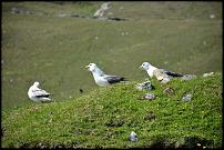 Click image for larger version

Name:	Fulmars.jpg
Views:	386
Size:	169.3 KB
ID:	113328
