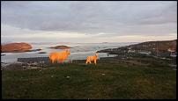 Click image for larger version

Name:	Golden sheep of Coll.jpg
Views:	942
Size:	76.6 KB
ID:	113354