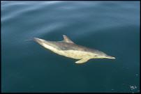 Click image for larger version

Name:	Dolphin 3.jpg
Views:	621
Size:	35.4 KB
ID:	113383