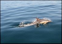Click image for larger version

Name:	Dolphin 4.jpg
Views:	281
Size:	83.3 KB
ID:	113384