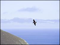 Click image for larger version

Name:	Skua (1 of 1).jpg
Views:	686
Size:	233.6 KB
ID:	113667