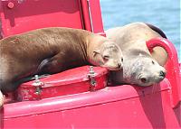 Click image for larger version

Name:	seals.jpg
Views:	865
Size:	86.3 KB
ID:	11388