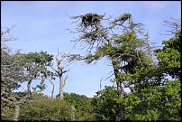 Click image for larger version

Name:	Osprey nest.jpg
Views:	433
Size:	165.4 KB
ID:	115415