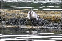 Click image for larger version

Name:	Seal pup.jpg
Views:	513
Size:	157.1 KB
ID:	115416
