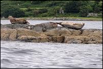 Click image for larger version

Name:	Loch Sween seals.jpg
Views:	709
Size:	145.6 KB
ID:	115441