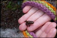 Click image for larger version

Name:	Toad.jpg
Views:	218
Size:	97.3 KB
ID:	115456
