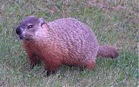 Click image for larger version

Name:	Marmot 4a.jpg
Views:	457
Size:	85.2 KB
ID:	12098