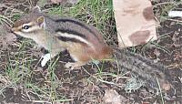 Click image for larger version

Name:	Chipmunk 5a.jpg
Views:	621
Size:	92.1 KB
ID:	12099