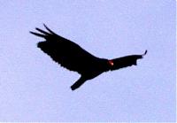 Click image for larger version

Name:	Turkey Vulture 1ccccccc.jpg
Views:	556
Size:	37.6 KB
ID:	12141