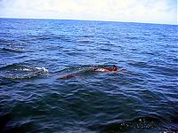 Click image for larger version

Name:	dolphins.jpg
Views:	395
Size:	60.5 KB
ID:	1231