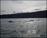 Click image for larger version

Name:	Dolphins.jpg
Views:	176
Size:	84.0 KB
ID:	124191