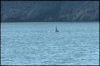 Click image for larger version

Name:	Dolphin.jpg
Views:	148
Size:	107.1 KB
ID:	125406