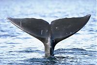 Click image for larger version

Name:	Whale tail.jpg
Views:	398
Size:	19.5 KB
ID:	12701