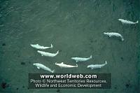 Click image for larger version

Name:	BelugaWhales.jpg
Views:	307
Size:	17.9 KB
ID:	12702
