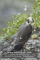 Click image for larger version

Name:	Falcon.jpg
Views:	496
Size:	28.6 KB
ID:	12706