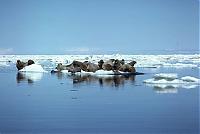 Click image for larger version

Name:	Walrus.jpg
Views:	627
Size:	19.3 KB
ID:	12711