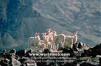 Click image for larger version

Name:	MountainGoats.jpg
Views:	578
Size:	24.7 KB
ID:	12712