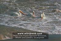 Click image for larger version

Name:	Pelicans.jpg
Views:	668
Size:	25.4 KB
ID:	12713