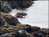 Click image for larger version

Name:	Otter on Lismore.jpg
Views:	106
Size:	190.1 KB
ID:	130515