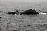Click image for larger version

Name:	humpback1.jpg
Views:	370
Size:	62.4 KB
ID:	13255