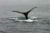 Click image for larger version

Name:	humpback2.jpg
Views:	492
Size:	62.3 KB
ID:	13256