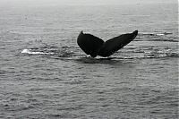 Click image for larger version

Name:	humpback3.jpg
Views:	258
Size:	64.3 KB
ID:	13257