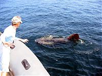 Click image for larger version

Name:	Di and Shark.JPG
Views:	295
Size:	62.9 KB
ID:	13336