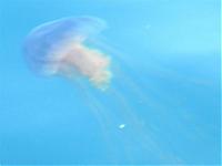 Click image for larger version

Name:	02-Jelly Fish at Eddystone Rocks.jpg
Views:	260
Size:	23.2 KB
ID:	13386