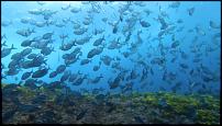 Click image for larger version

Name:	Fish.jpg
Views:	66
Size:	87.4 KB
ID:	139494