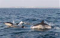 Click image for larger version

Name:	dauphins.jpg
Views:	682
Size:	62.5 KB
ID:	13982