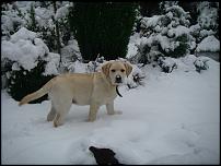 Click image for larger version

Name:	harrys first winter.jpg
Views:	80
Size:	100.6 KB
ID:	140654