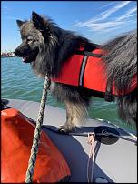 Click image for larger version

Name:	Dog getting sea legs.jpg
Views:	105
Size:	97.3 KB
ID:	143537