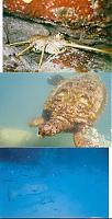 Click image for larger version

Name:	turtle.jpg
Views:	765
Size:	74.4 KB
ID:	1468