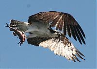 Click image for larger version

Name:	osprey crop2 web.jpg
Views:	503
Size:	52.0 KB
ID:	14690